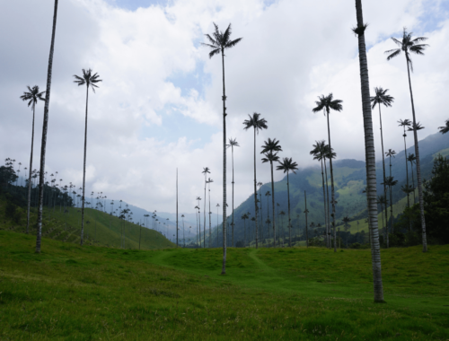 View within Valle de Cocora