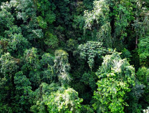 Mindo Cloudforest Canopy