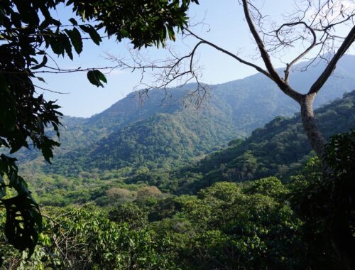 Golden Hour Photo of Minca's Jungle Canopy