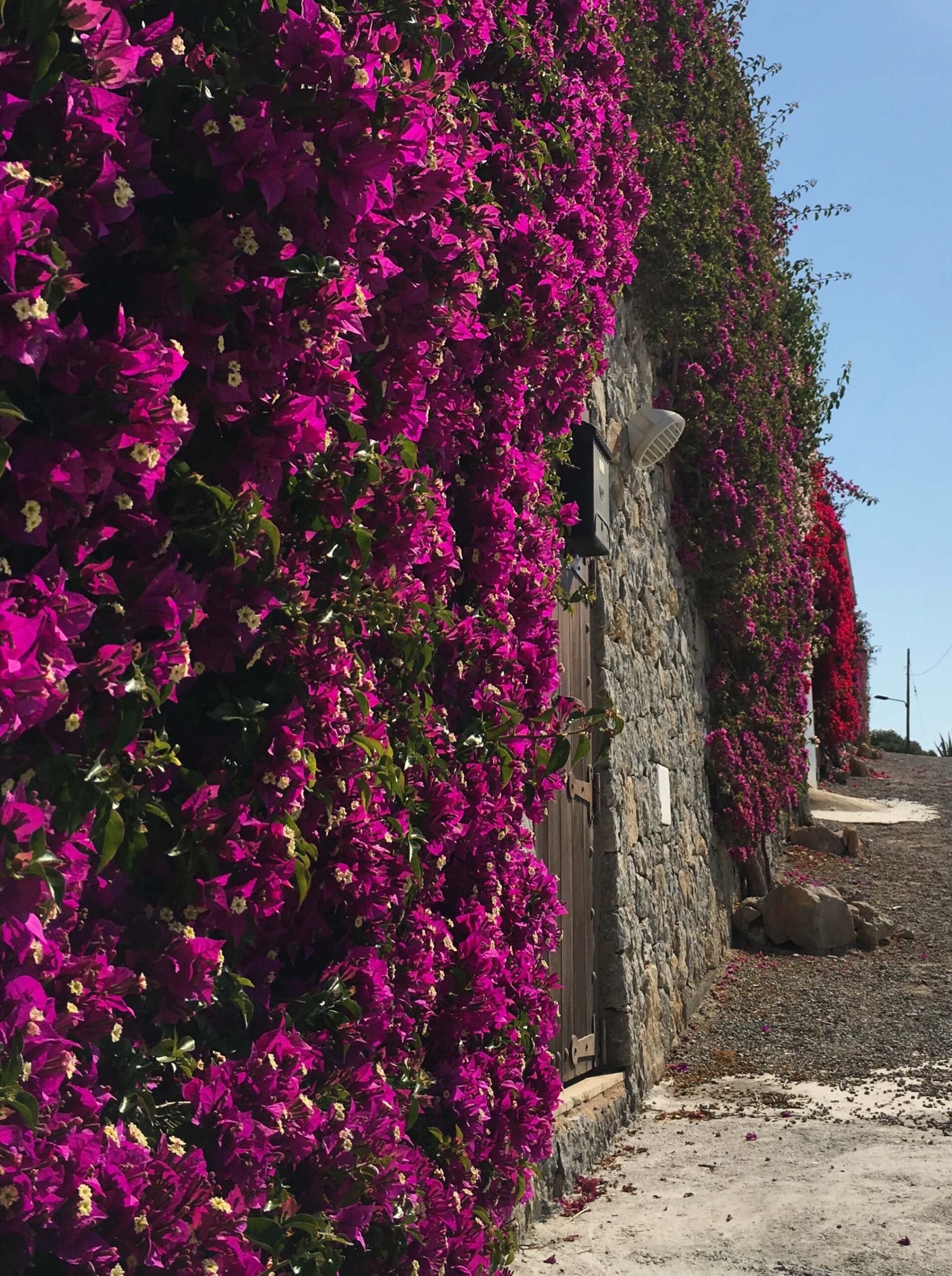 Ibiza Flower Wall