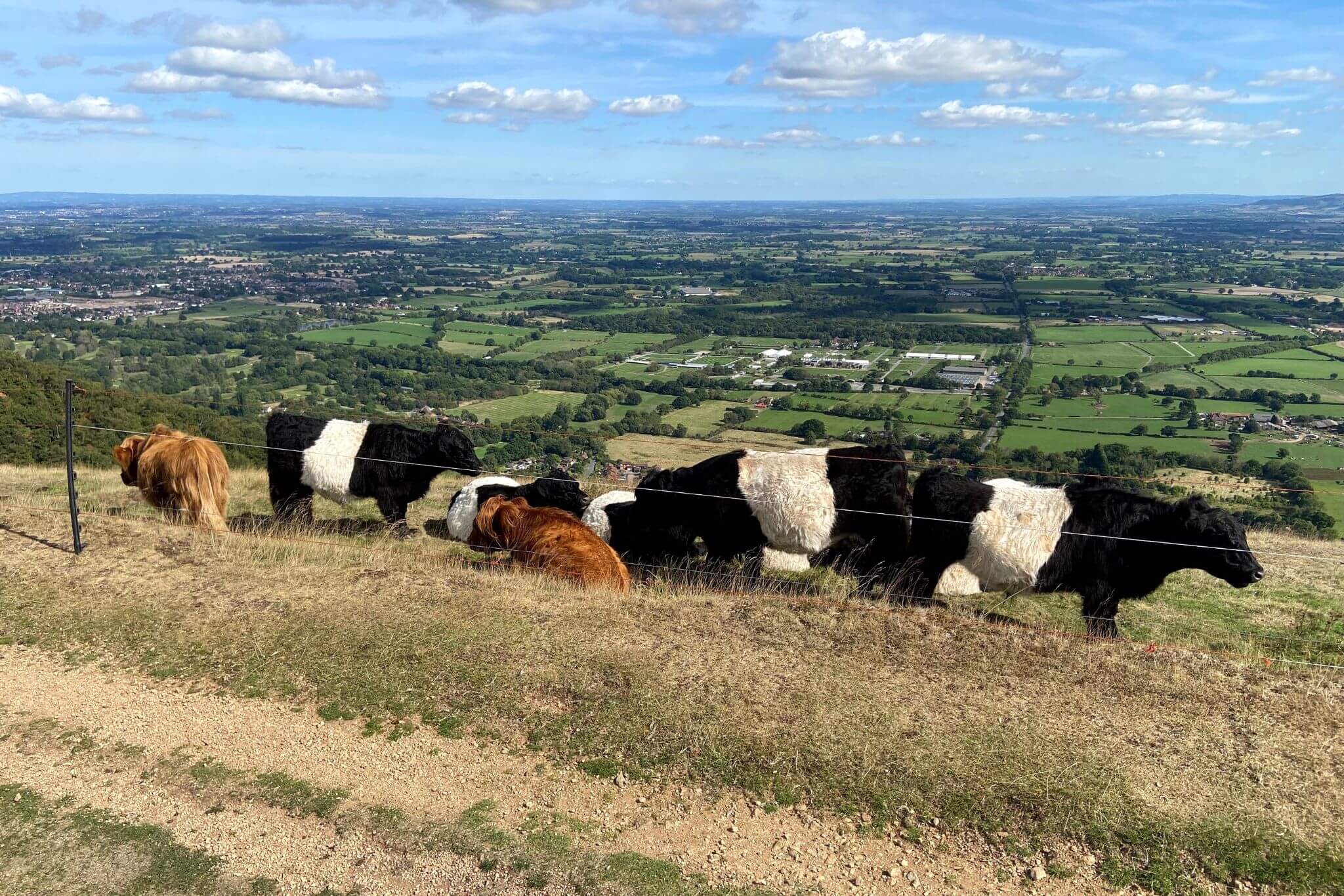 Local Cattle Grazing