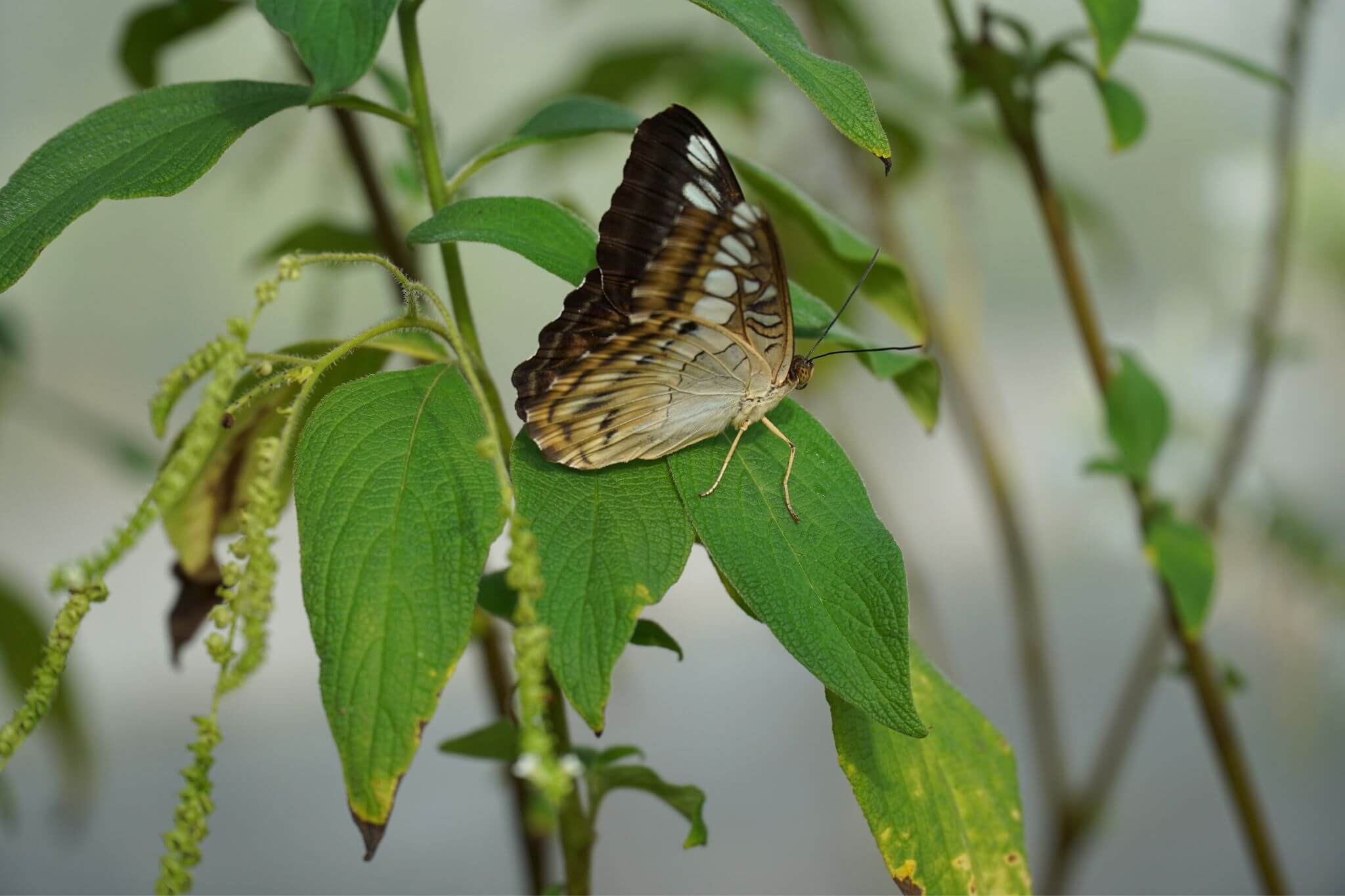 Butterfly House, Birmingham Botanical Gardens