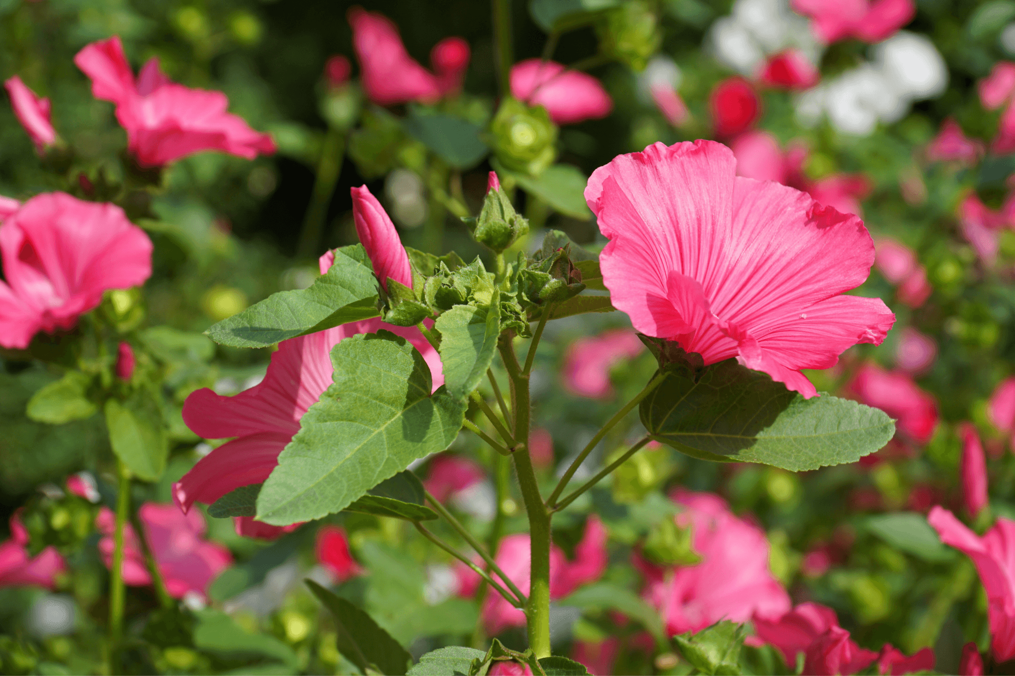 Pink Flowers at Birmingham Botanical Gardens