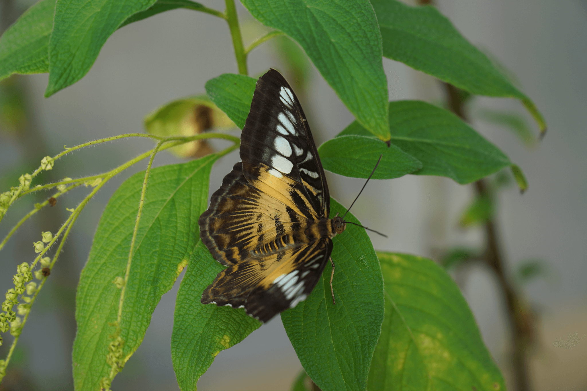 Butterfly at Birmingham Botanical Gardens