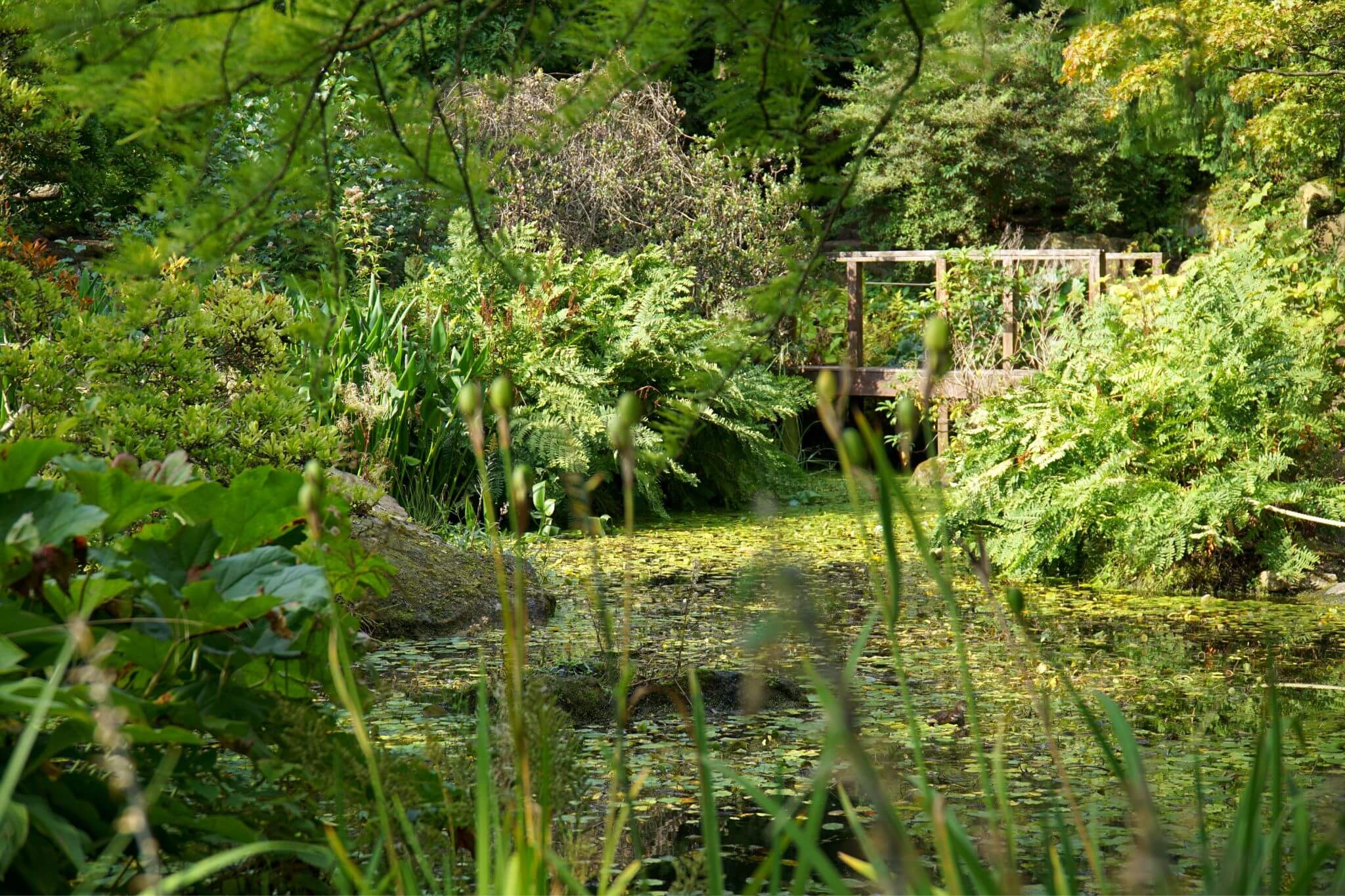 Pond at Birmingham Botanical Gardens
