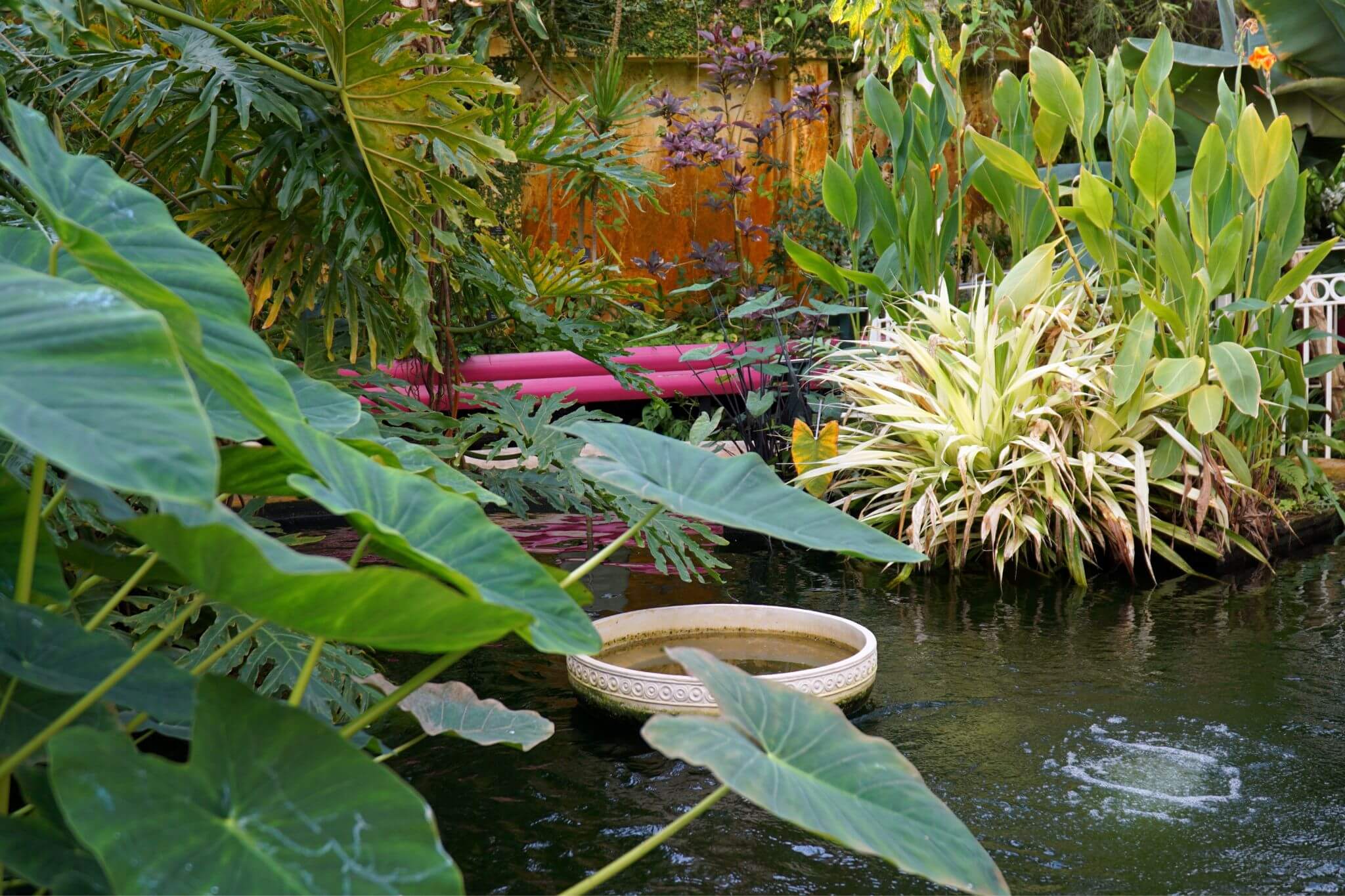 Tropical House Pond at Birmingham Botanical Gardens