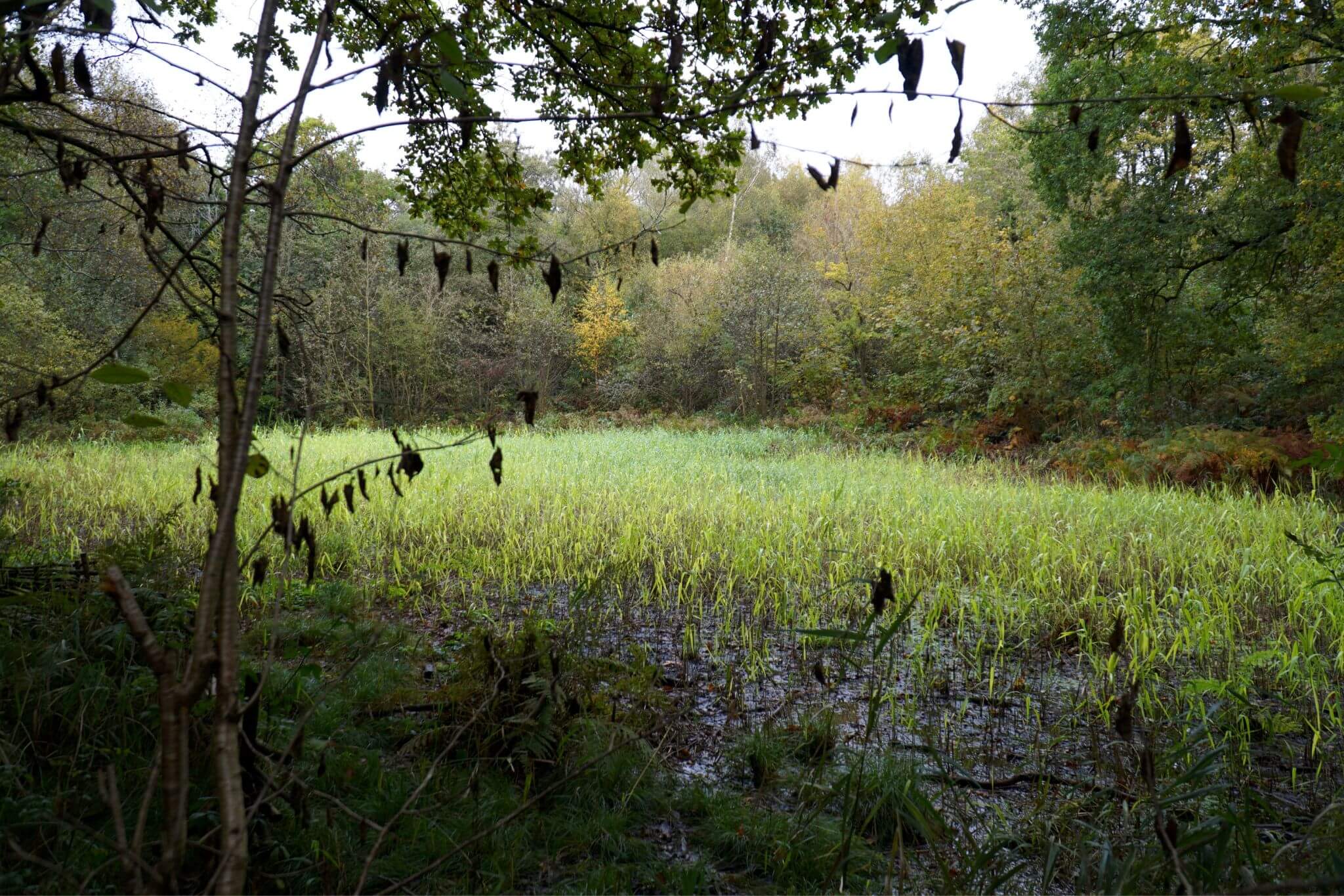 Moseley Bog