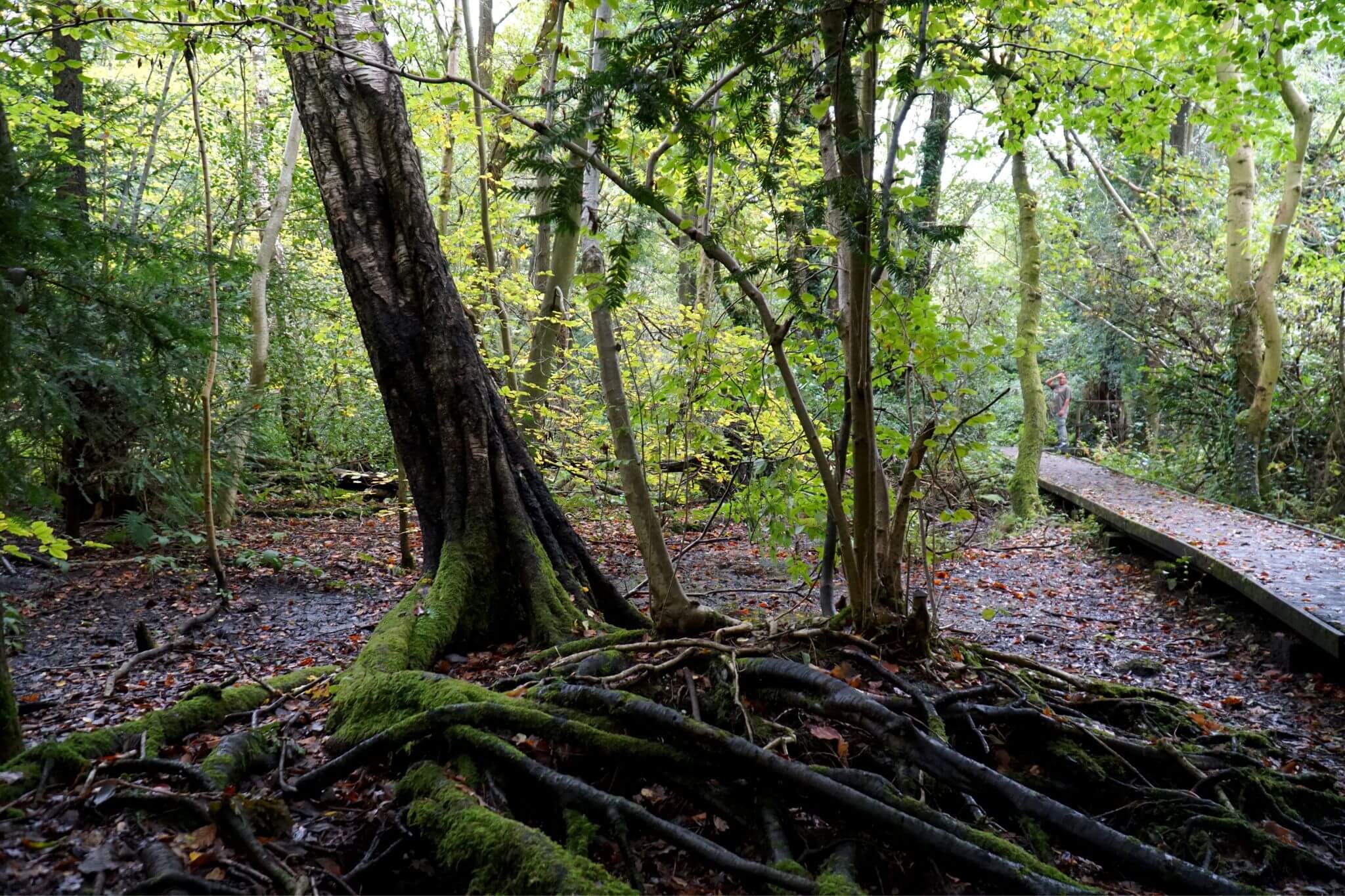 A Gnarled Tree at Moseley Bog