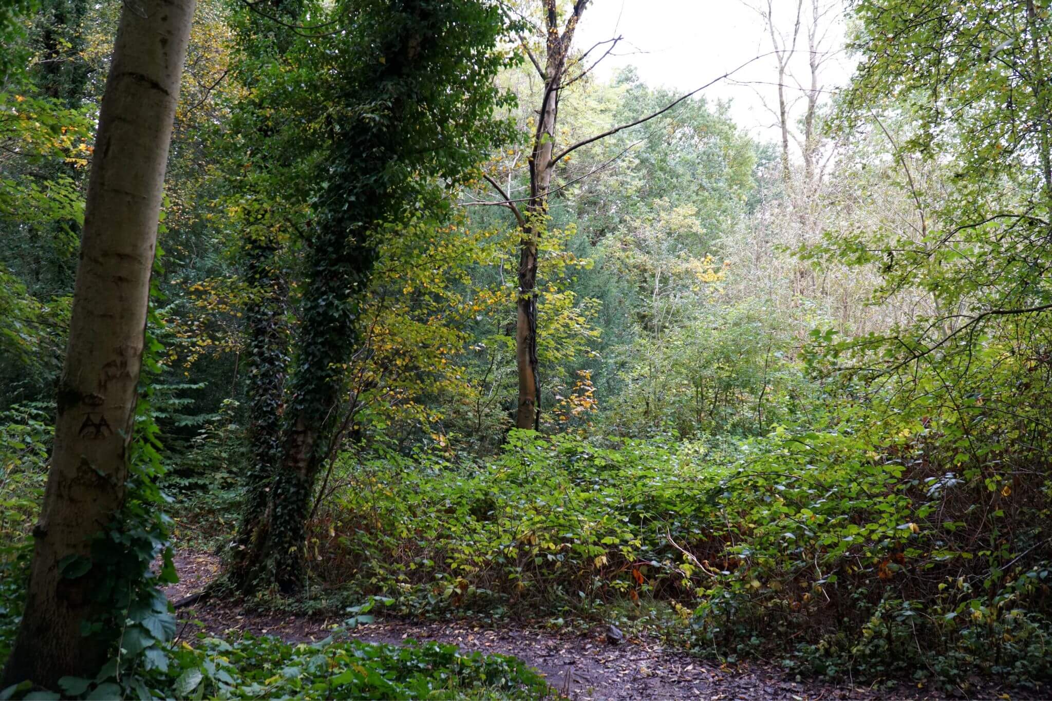 Green Forest of Moseley Bog