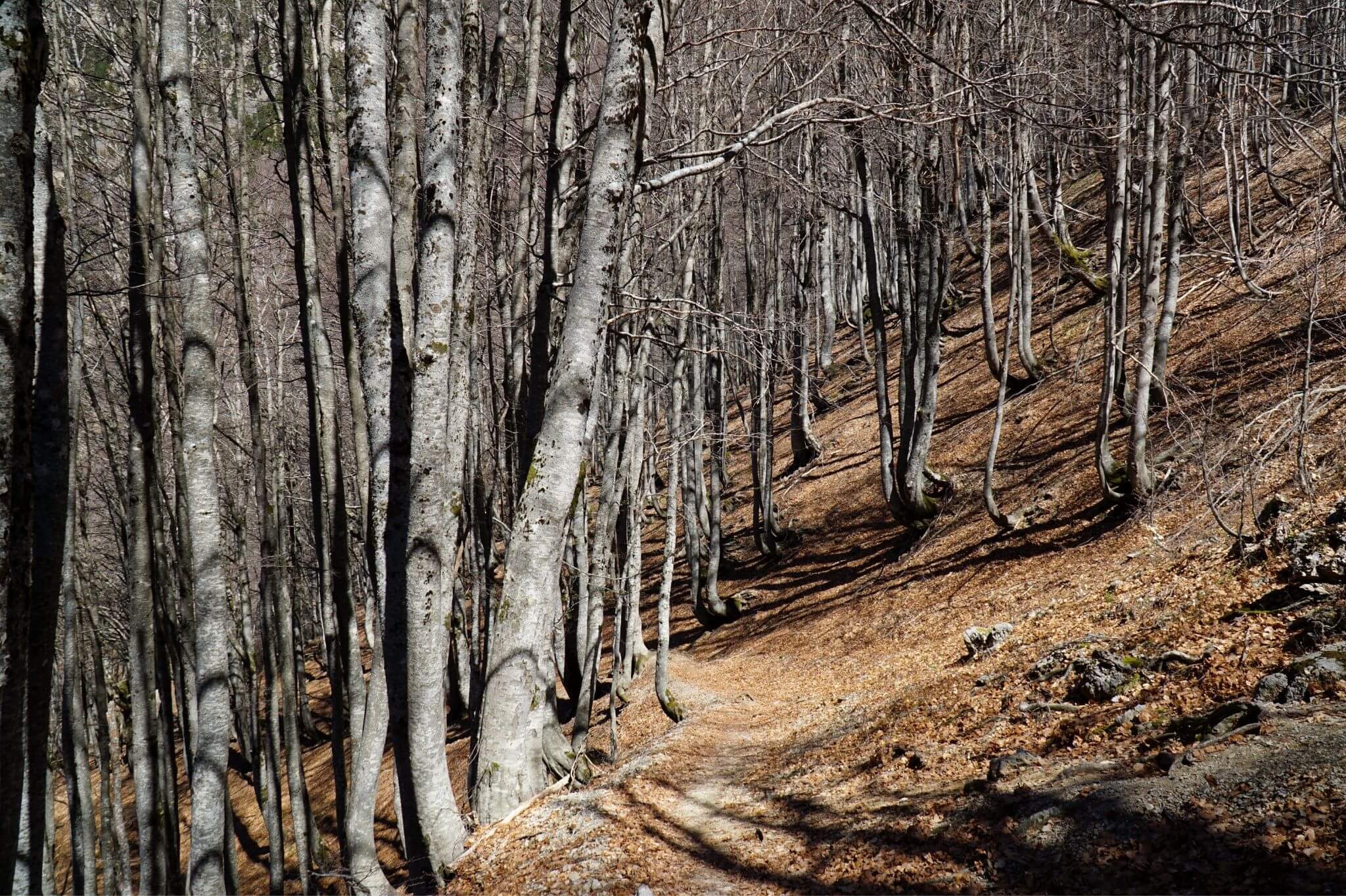 Woodland path on the descent from the Valbona Pass